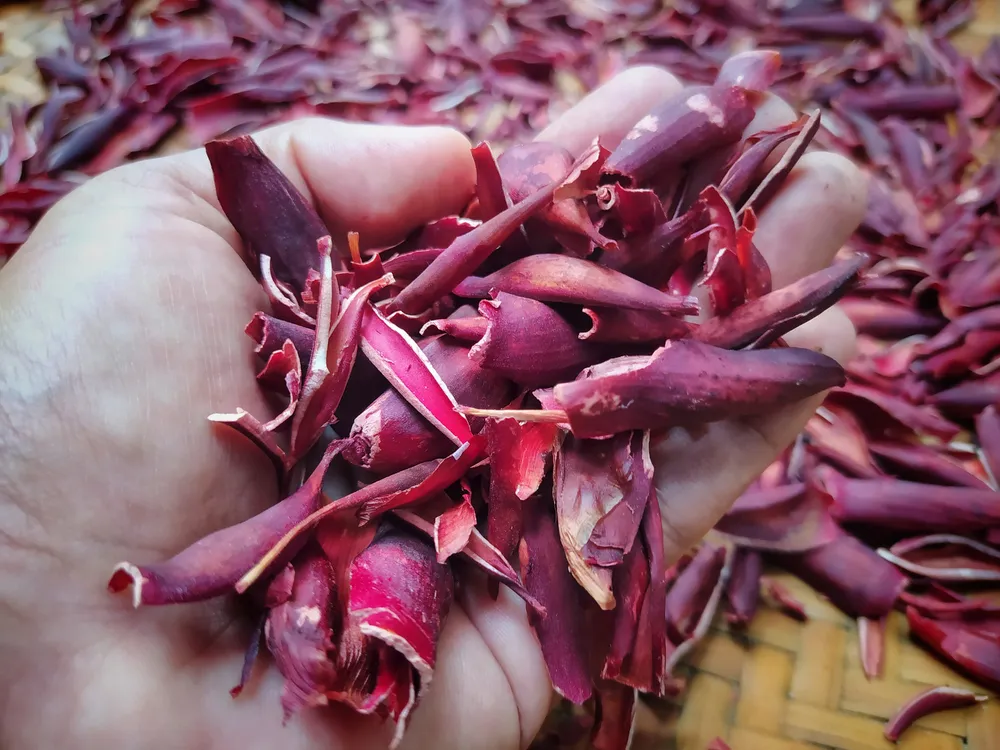 tác dụng của sâm đại hành