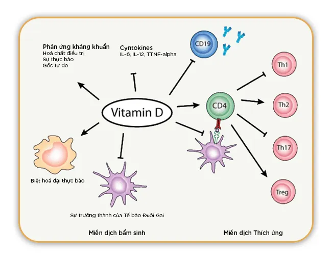 tăng hệ miễn dịch