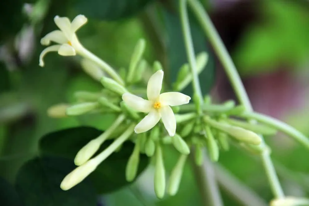 hoa đu đủ đực