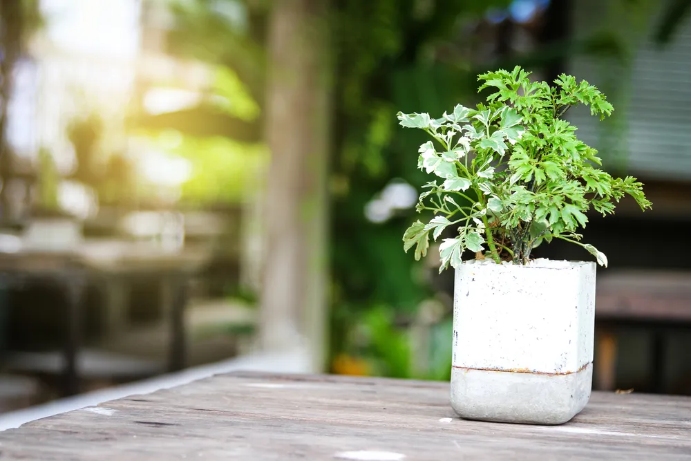 Tác dụng cây đinh lăng chữa đau lưng