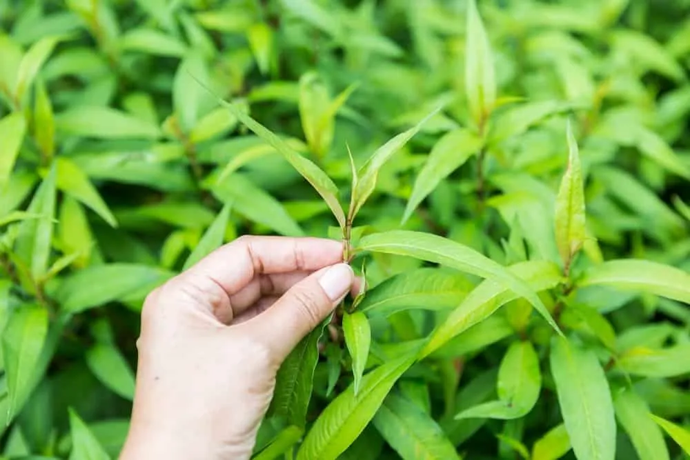 bà đẻ ăn rau răm có mất sữa không