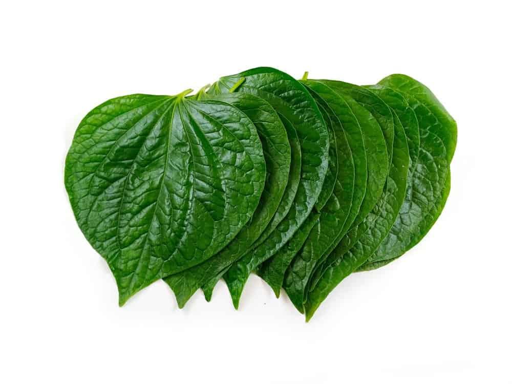 lá lốt trị đau răng