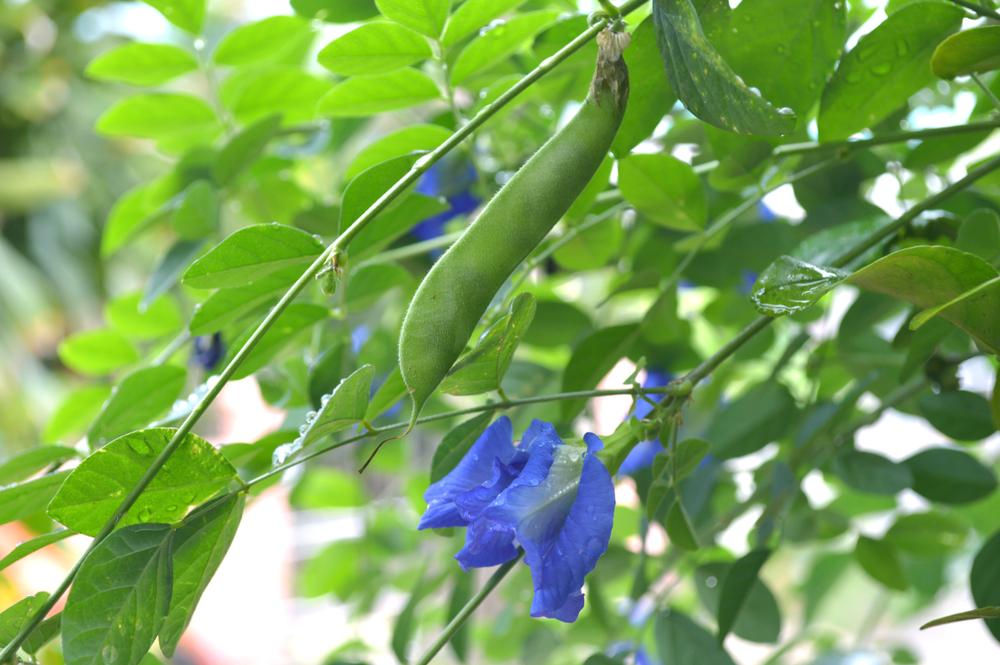 quả đậu biếc có ăn được không