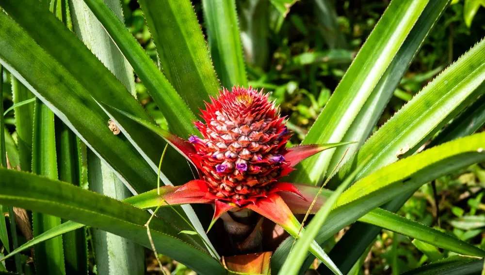 Cây dứa dại là một trong những cây thuốc nam trị sỏi thận