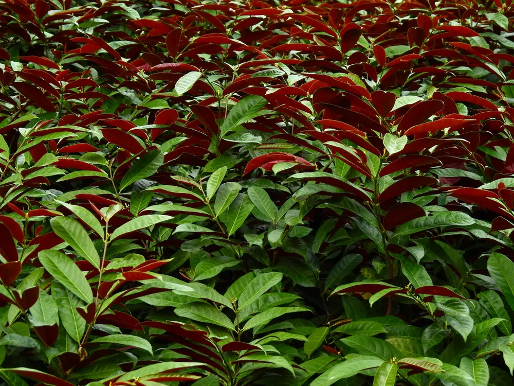 cây thuốc trị ngứa đơn đỏ