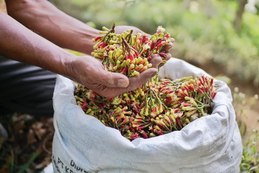 cây thuốc trị ngứa ngoài da: đinh lăng