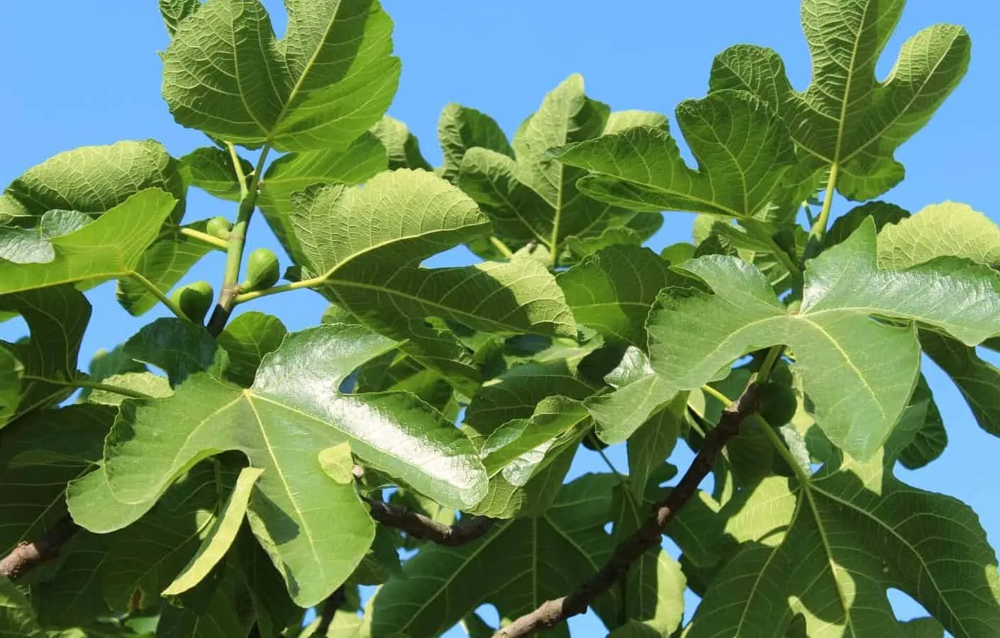 Uống nước lá sung có tác dụng gì