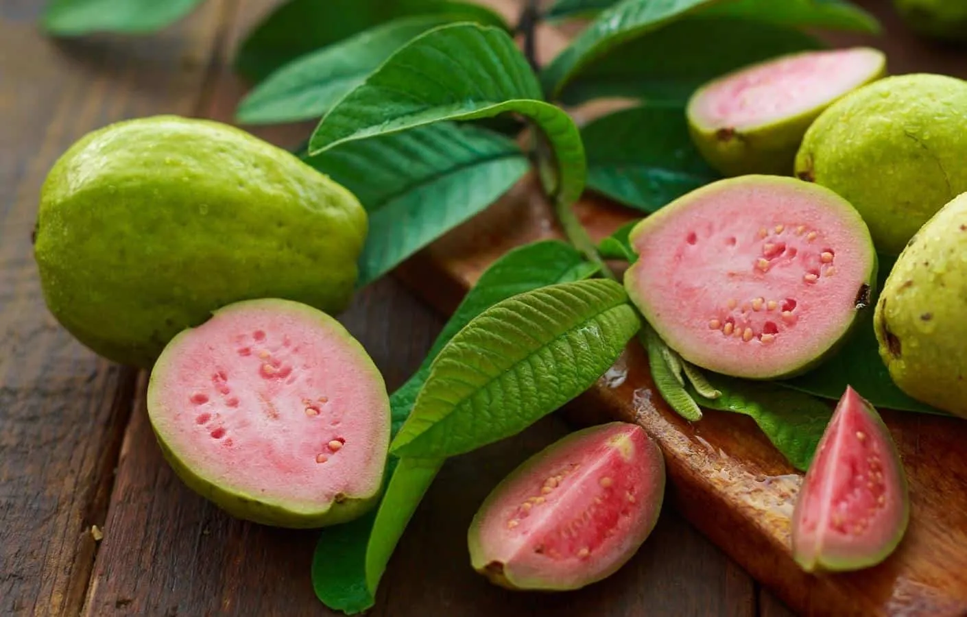 lá ổi có tác dụng gì