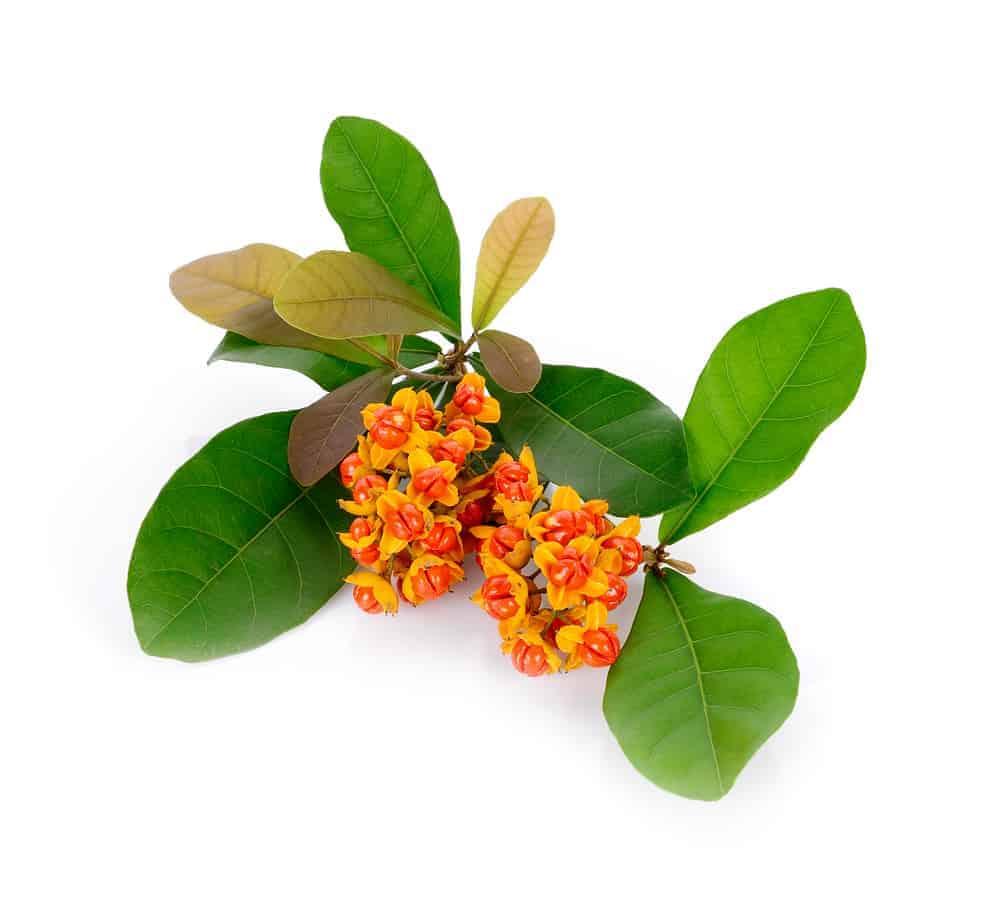 tác dụng của cây xạ đen 