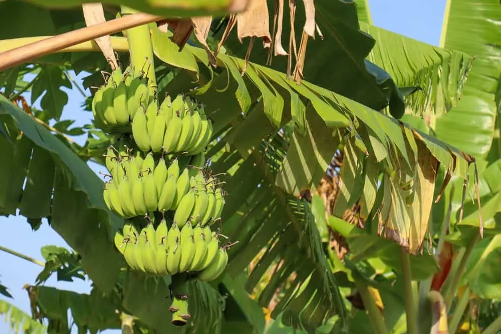 tác dụng của chuối tiêu