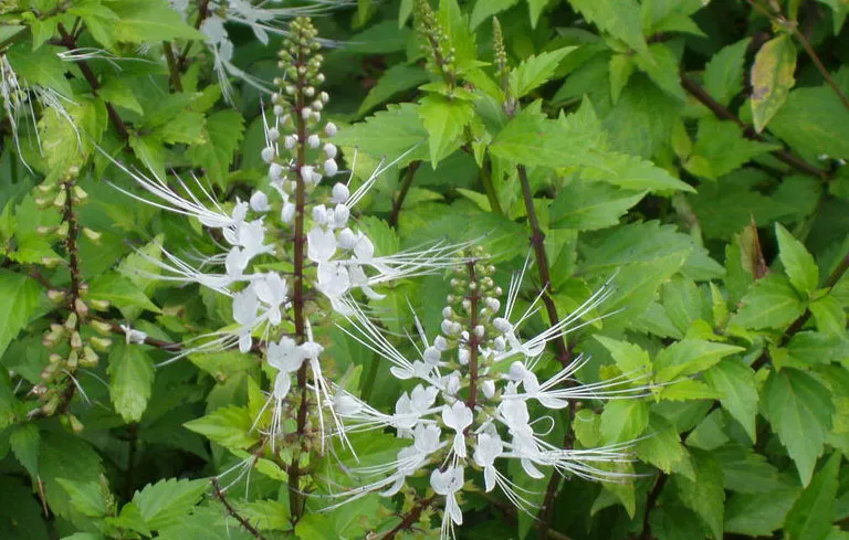 Hình ảnh Cây Râu Mèo