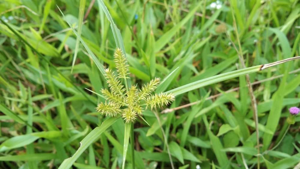 Cỏ mần trầu có công dụng gì?