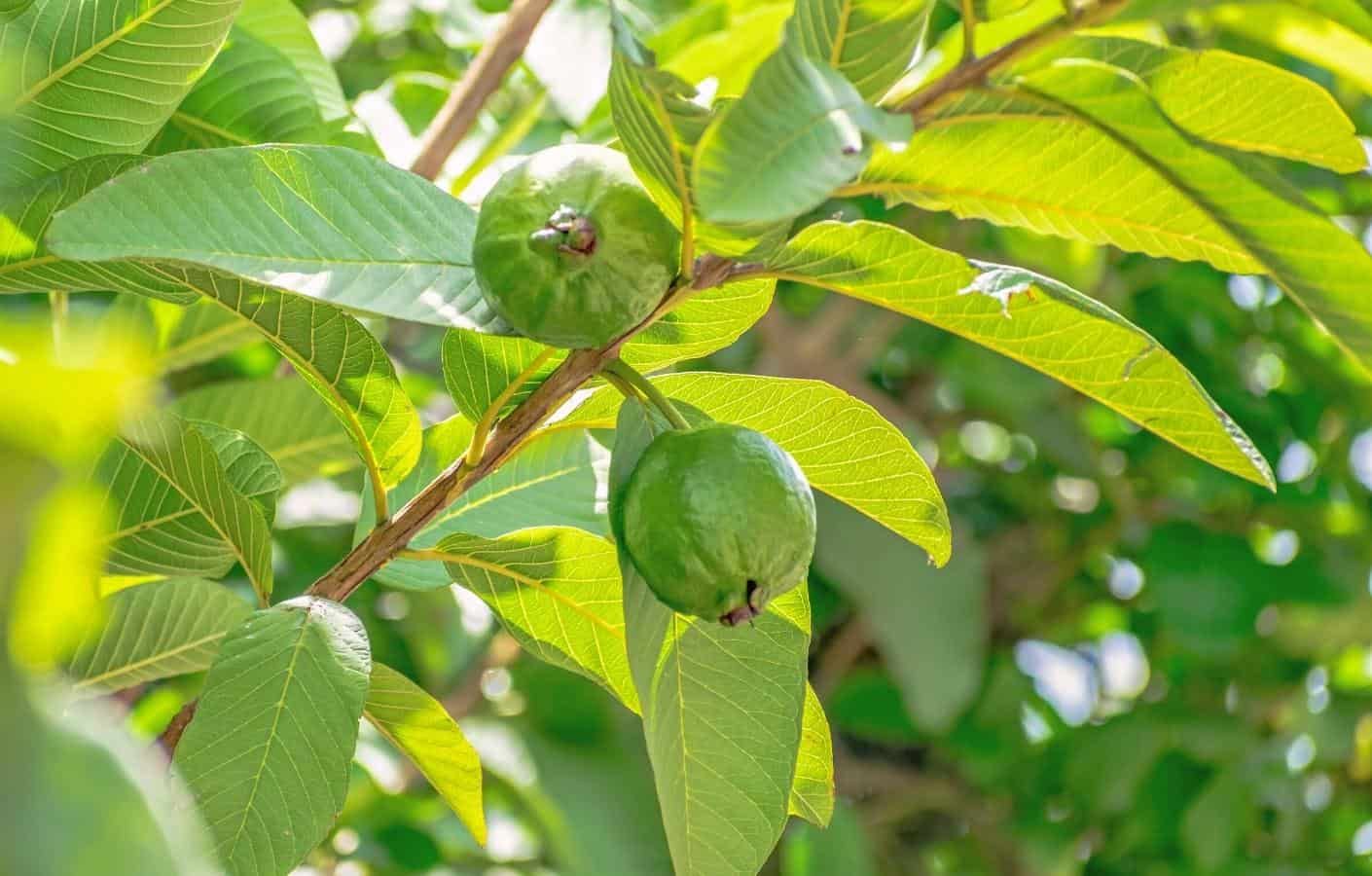 Cách giảm ngứa vùng kín bằng nước lá ổi