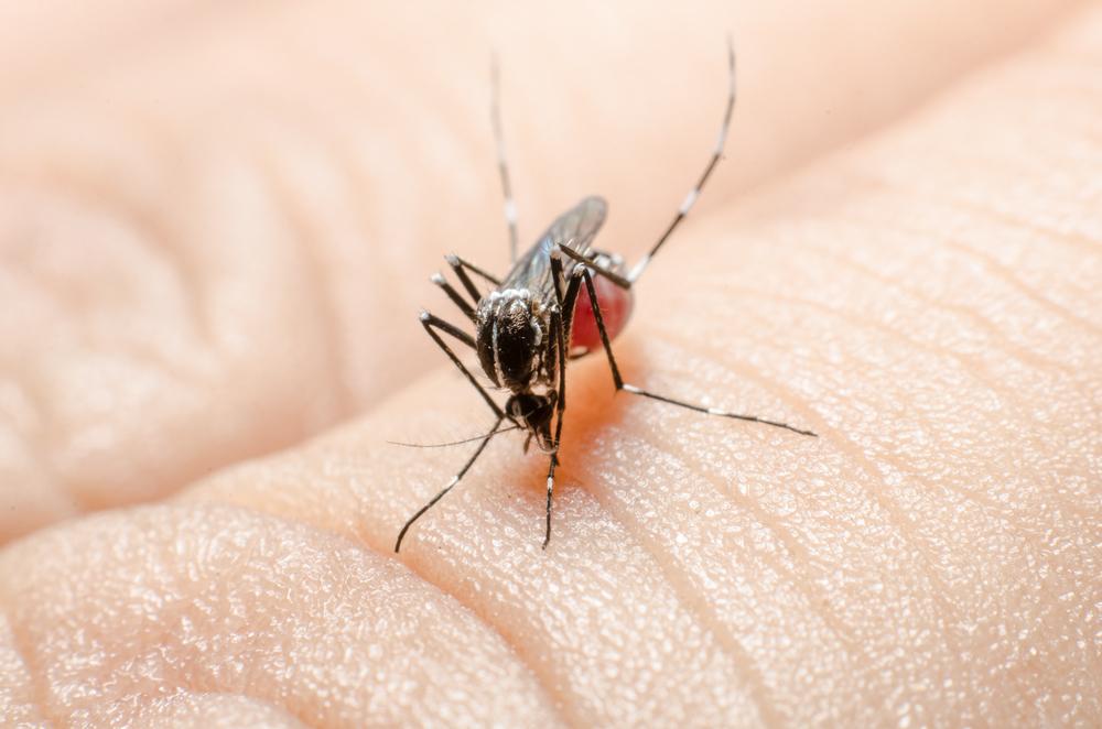 muỗi đốt có thể gây ra bệnh gì