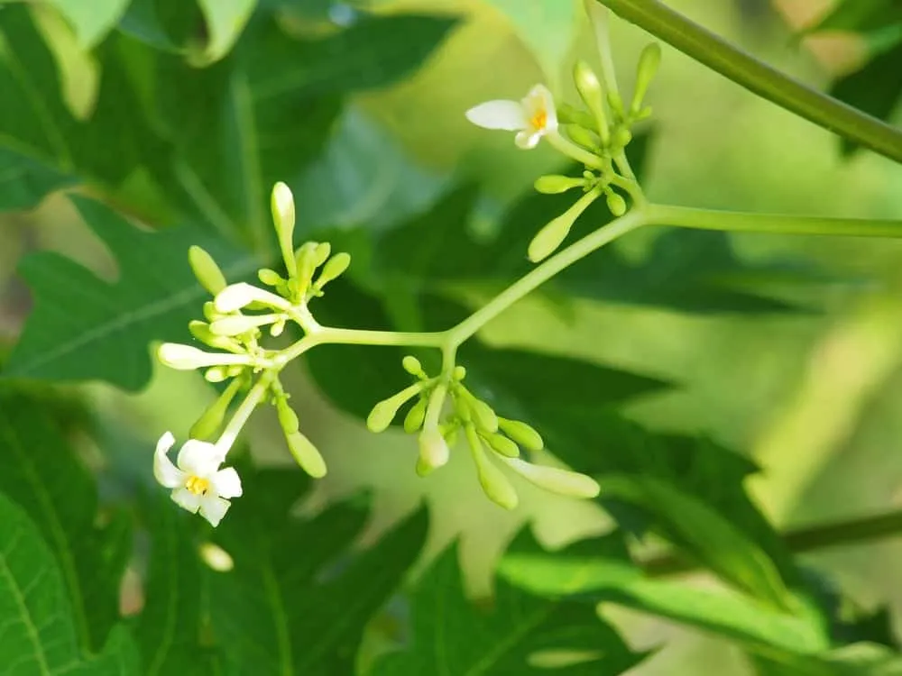 cách xào hoa đu đủ đực