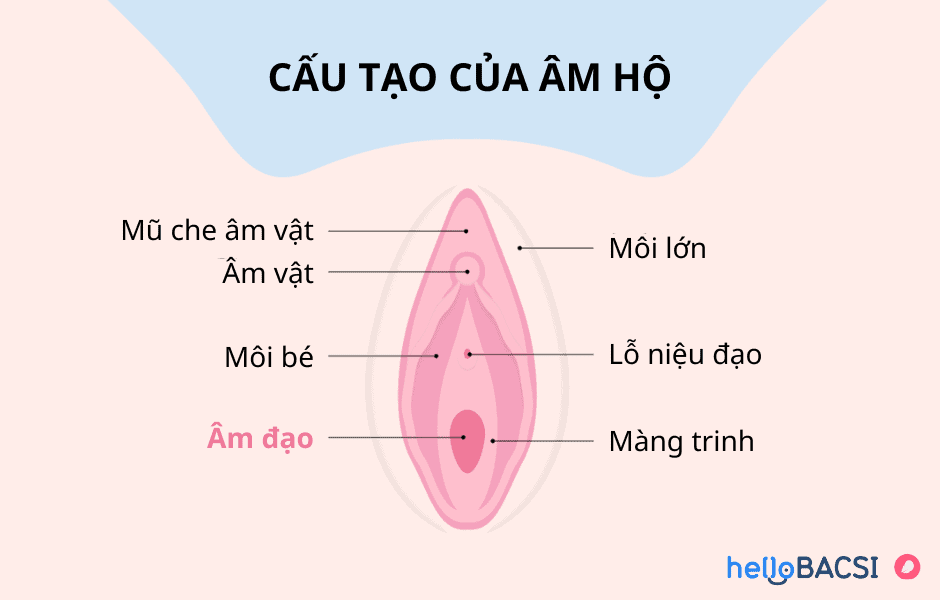 cách vệ sinh vùng kín sau khi đặt thuốc 