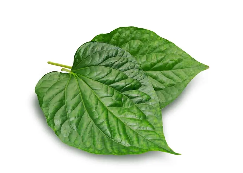 Cây thuốc nam trị bệnh trĩ: Lá lốt