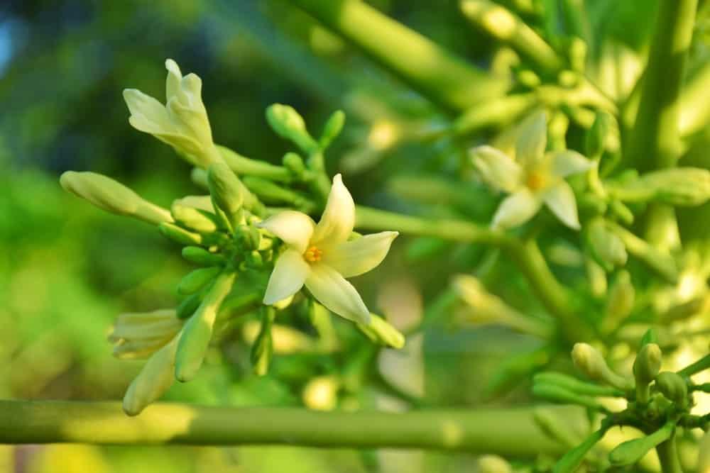 hoa đu đủ đực chữa ho