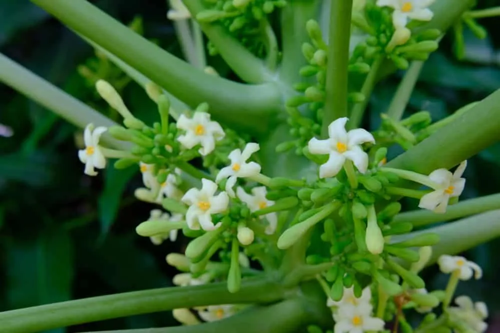 hoa đu đủ đực chữa ho