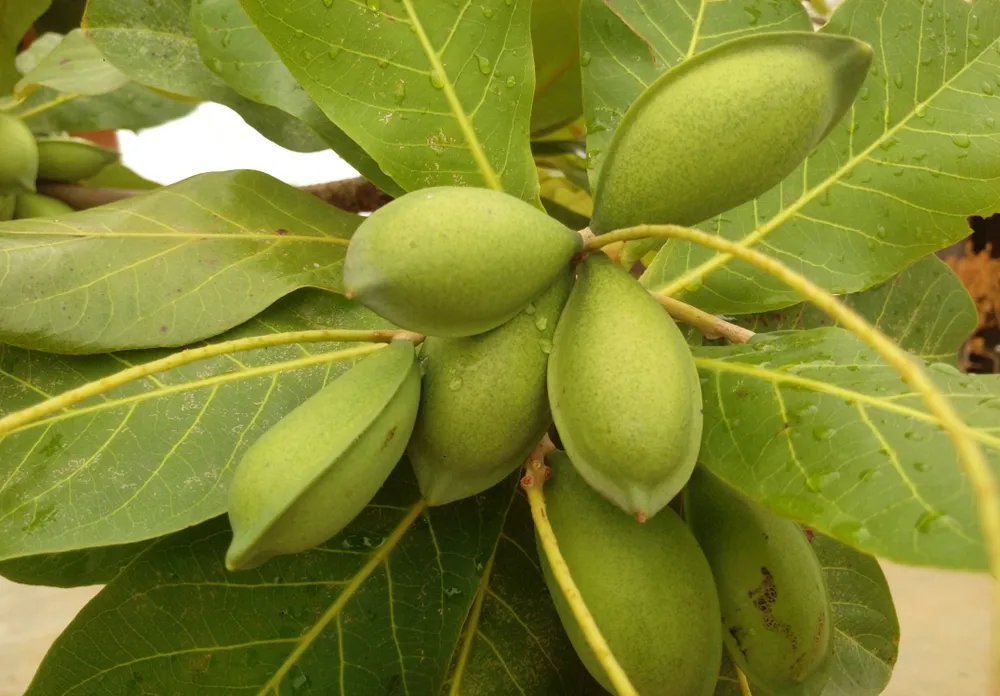 lá bàng chữa viêm họng