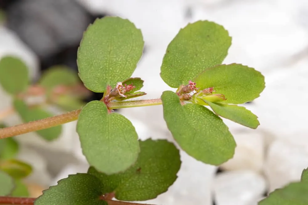 cỏ sữa cây thuốc Nam trị tiêu chảy