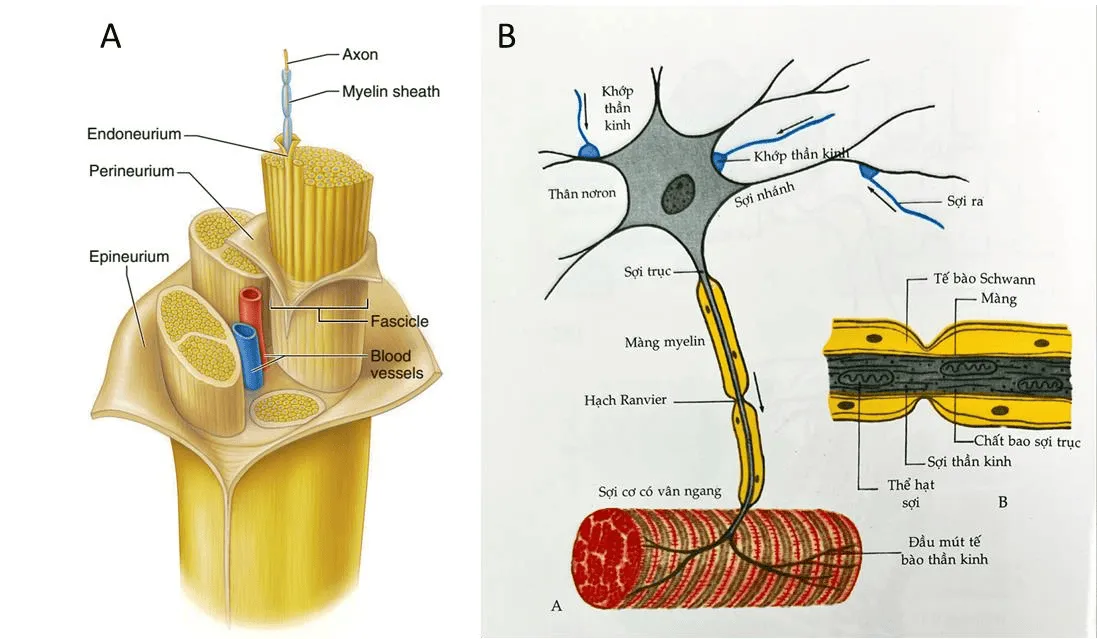 Các chức năng của 12 đôi dây thần kinh sọ não