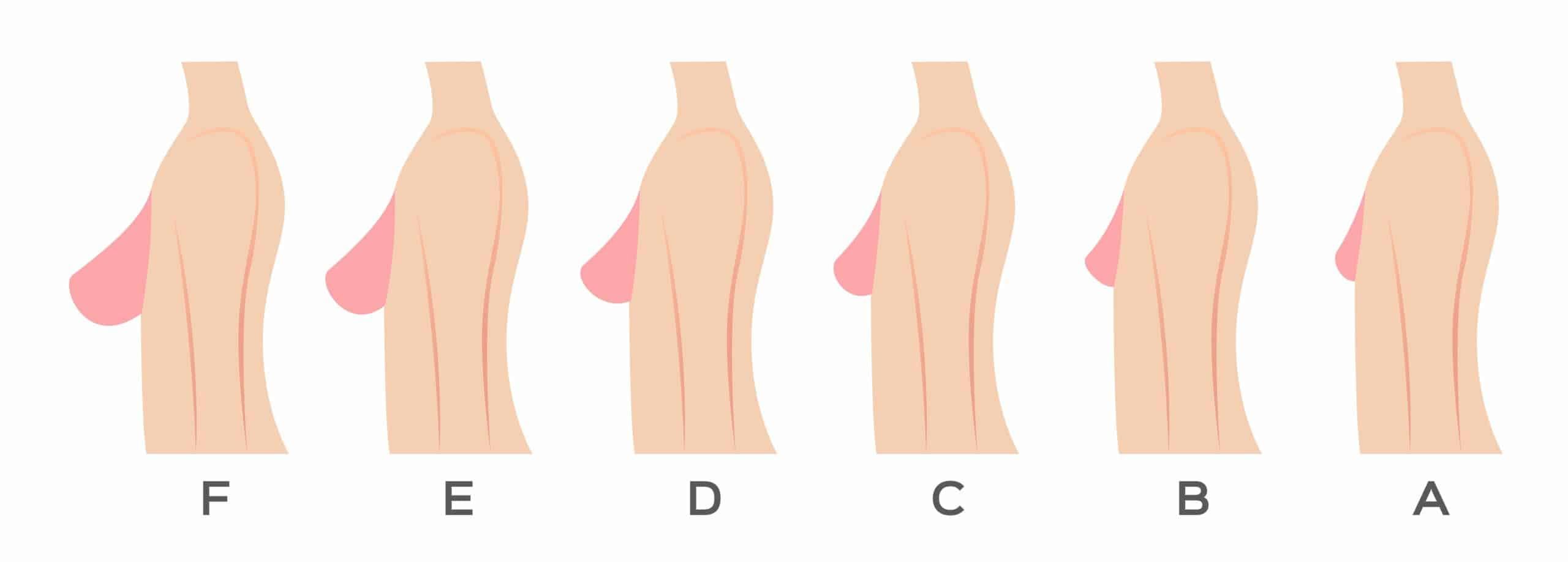 ngực cỡ D là bao nhiêu cm?