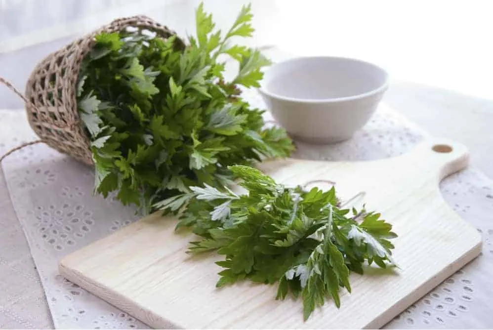 Nổi mề đay tắm lá gì cho nhanh khỏi?