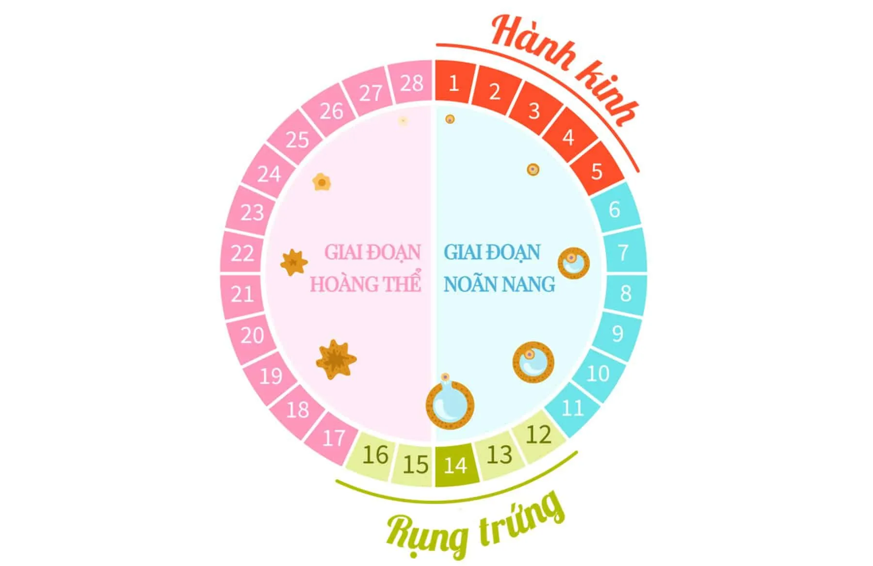 Các giai đoạn của chu kỳ kinh nguyệt