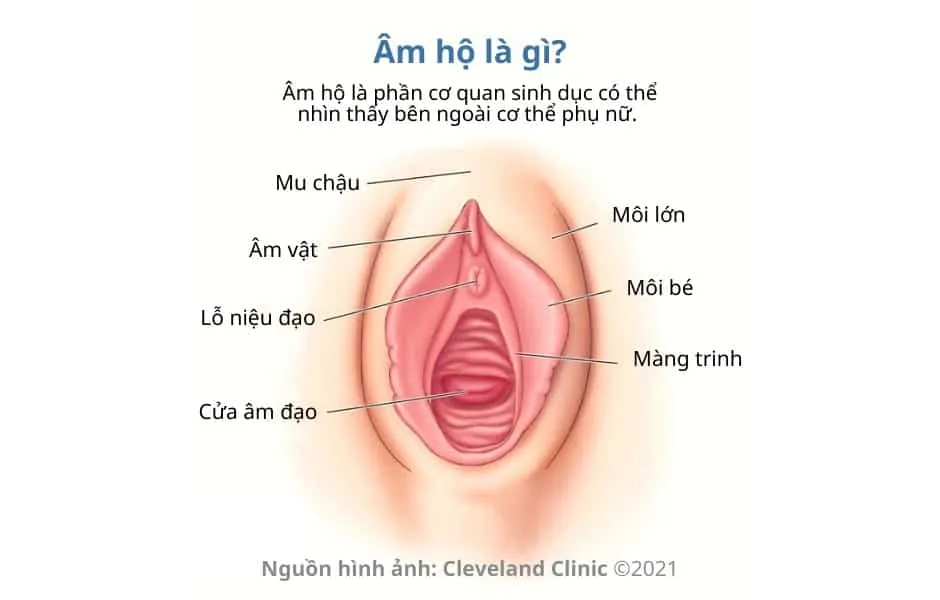 Âm hộ là gì 