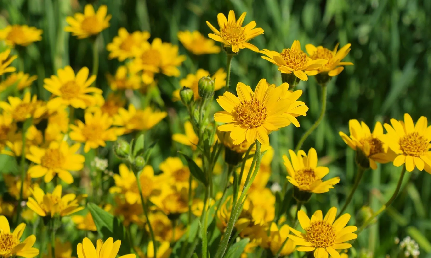 Dùng thảo dược kim sa là cách làm tan máu bầm