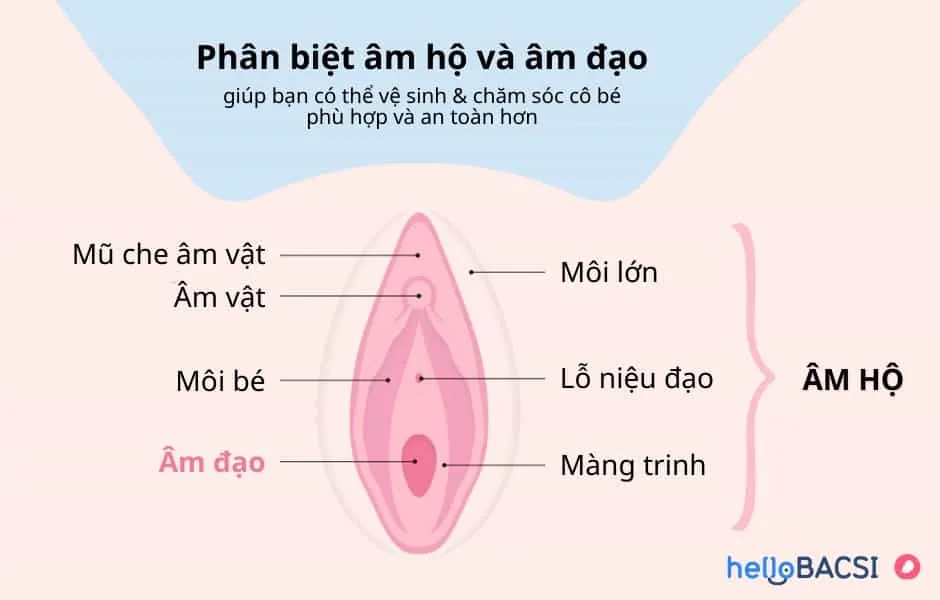 Cấu tạo âm hộ phụ nữ