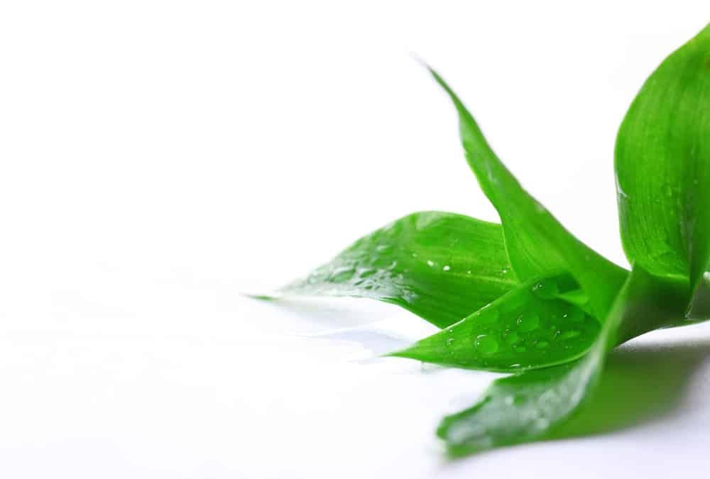 thận trọng khi dùng cây lược vàng