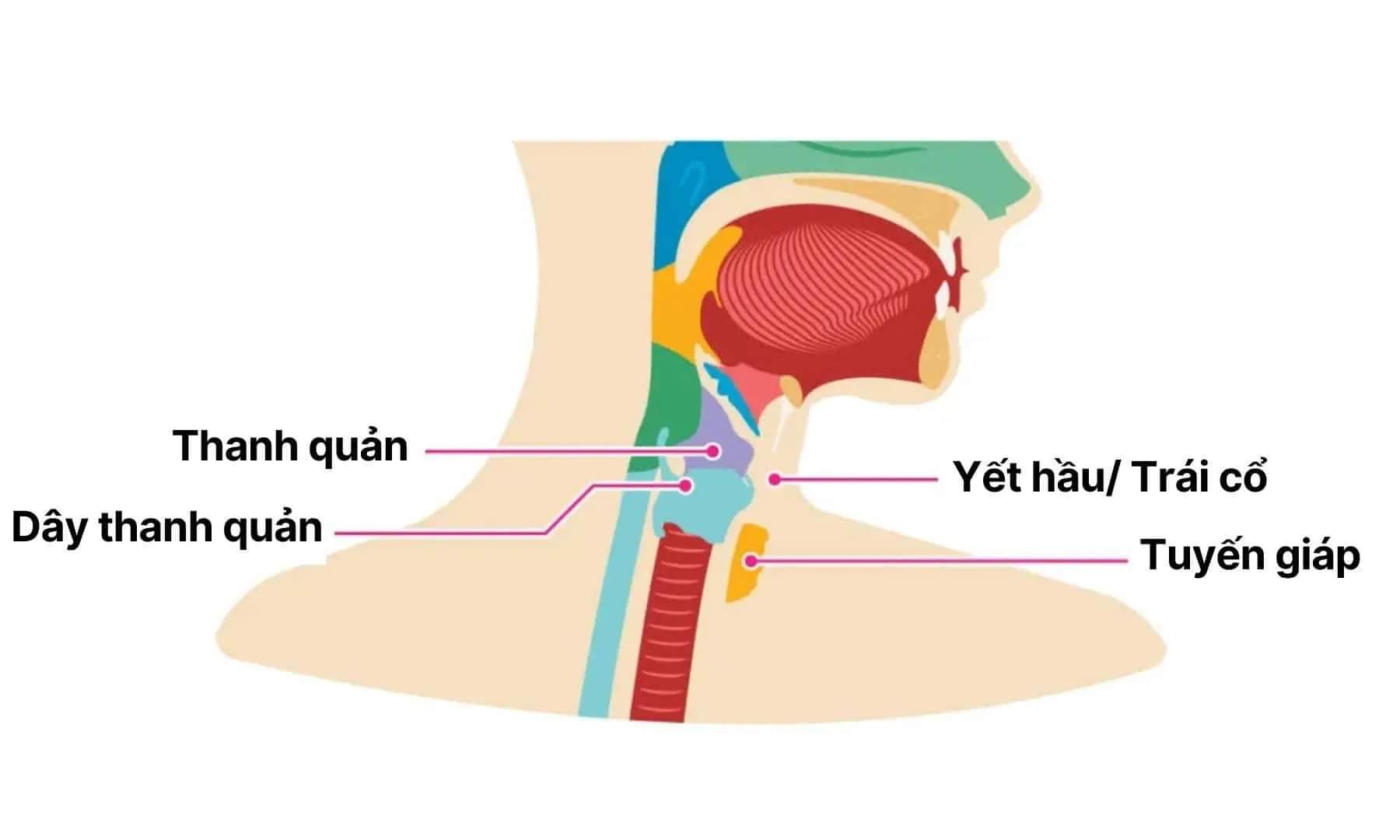 yết hầu là gì
