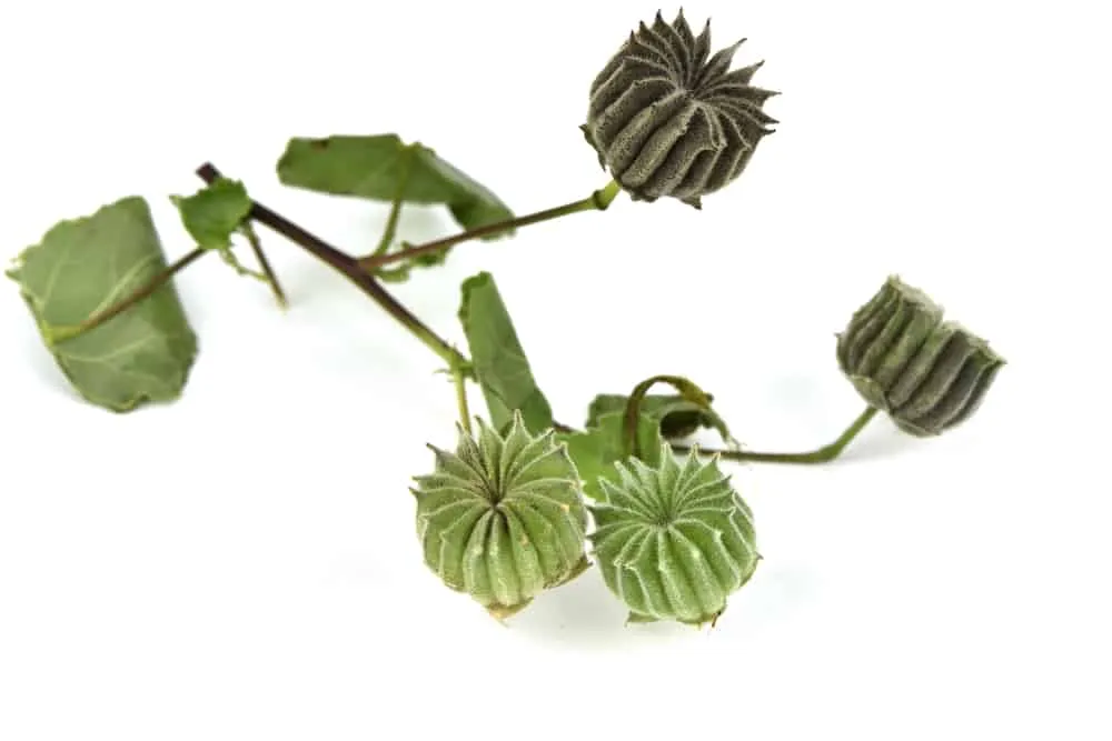 hoạt chất cây cối xay