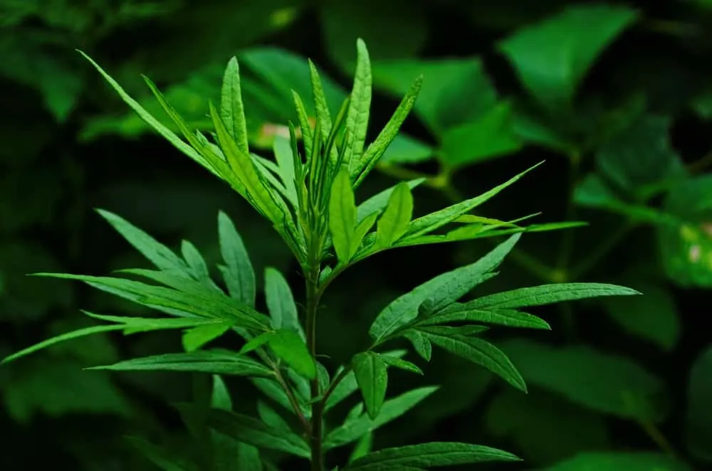 Lá cây tắm trị ngứa: Lá ngải cứu