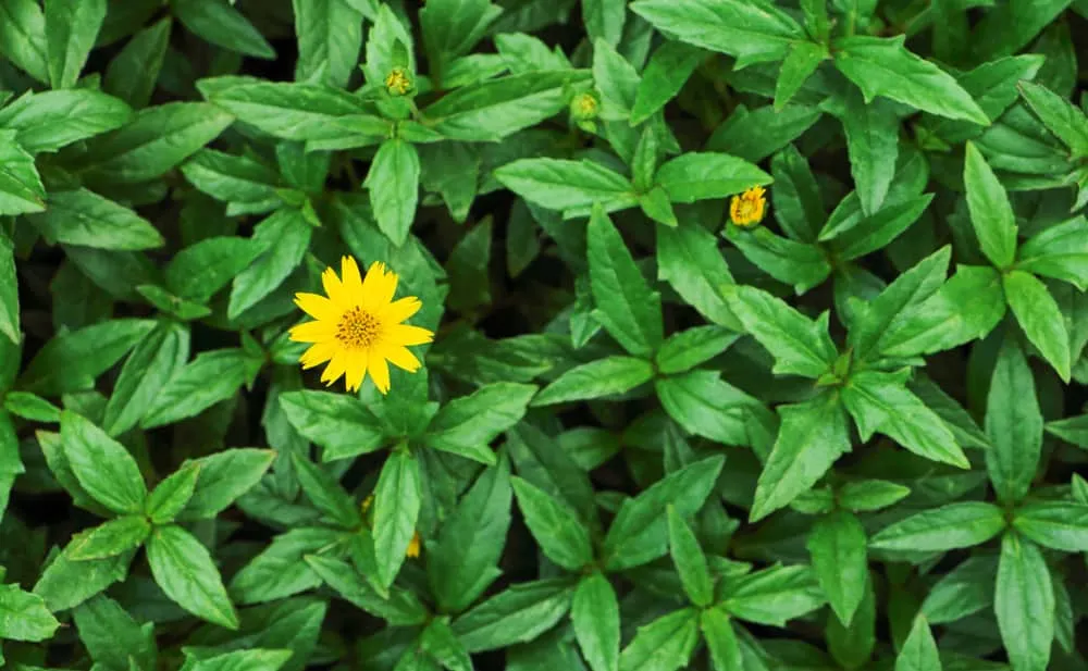 Lá cây tắm trị ngứa: Lá sài đất