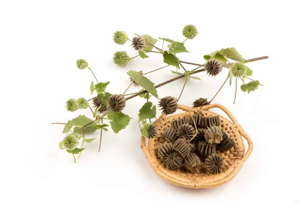 liều dùng cây cối xay