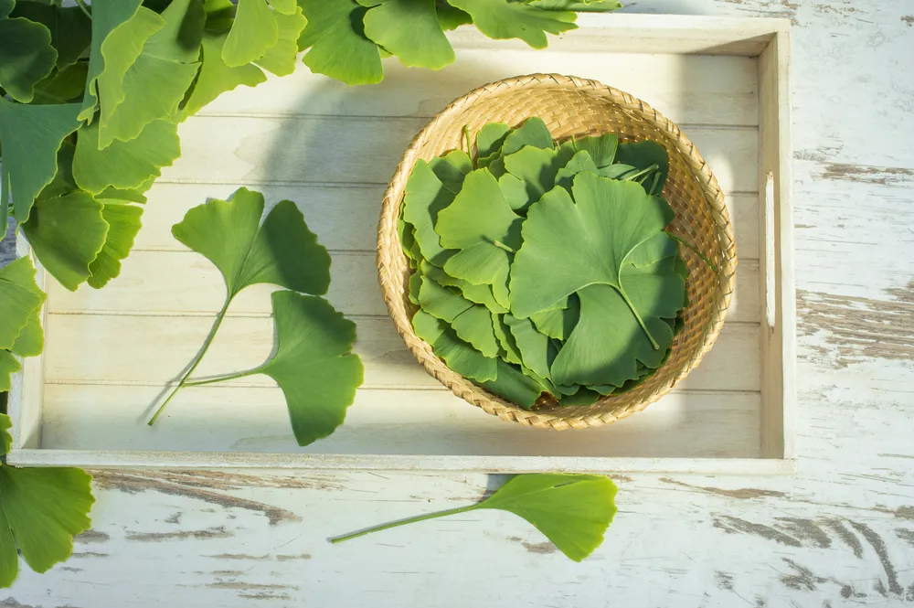 thành phần ginkgo biloba 2000 úc