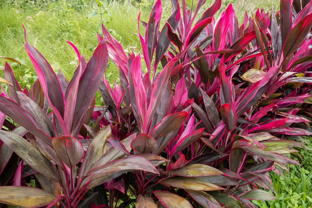 bài thuốc từ cây huyết dụ