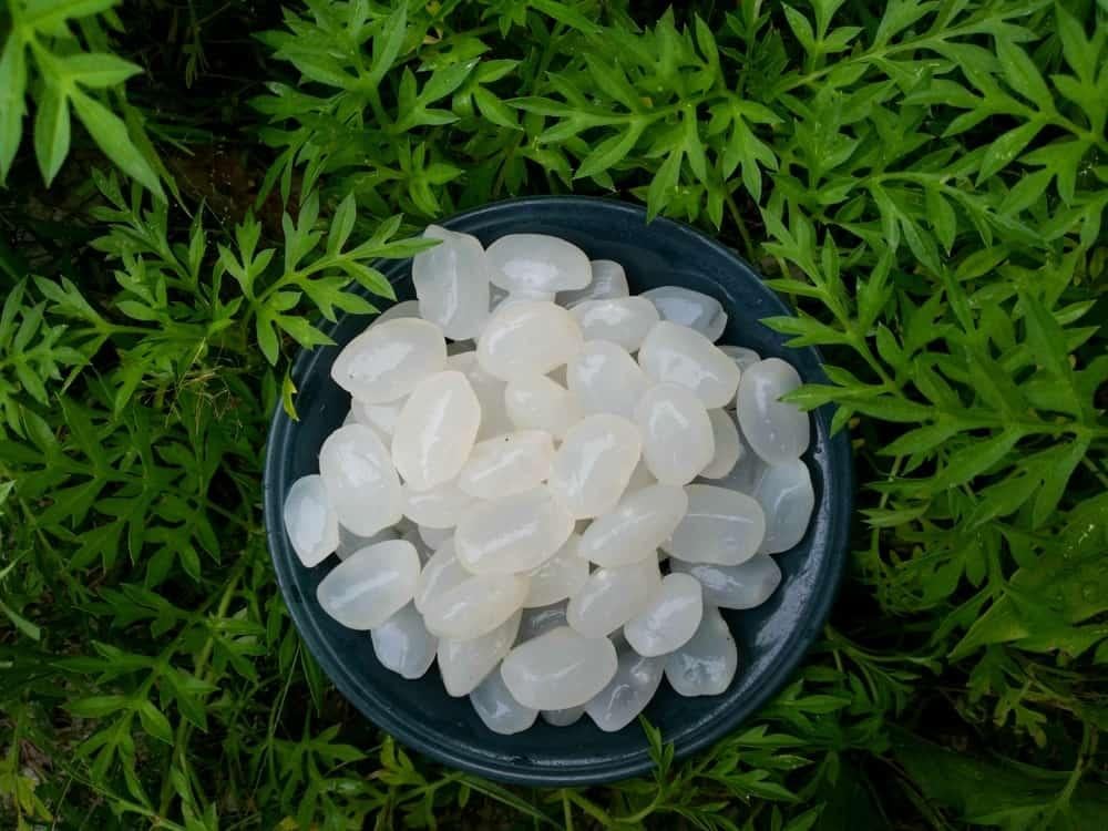 tác dụng của hạt đác