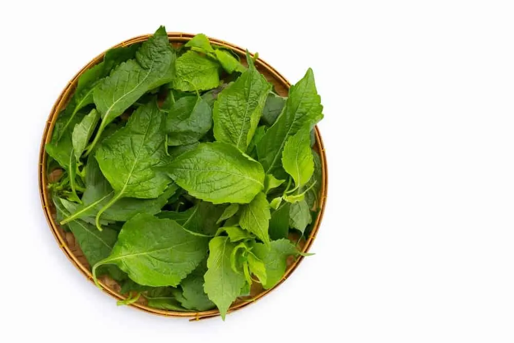 Trẻ nổi mẩn ngứa tắm lá gì? Lá kinh giới