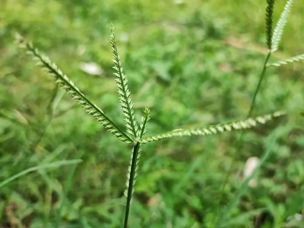 Trẻ nổi mẩn ngứa tắm lá gì? Cỏ mần trầu