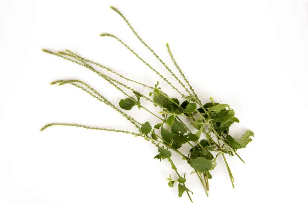 bộ phận dùng cây cỏ xước