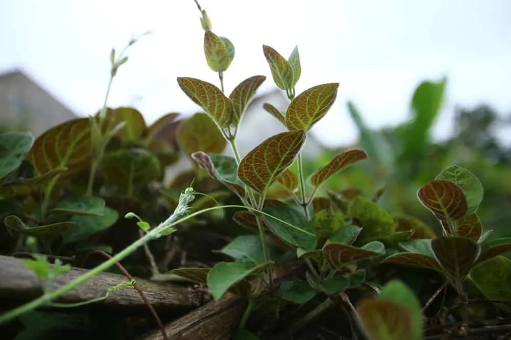 cách cầm tiêu chảy nhanh nhất bằng lá mơ lông