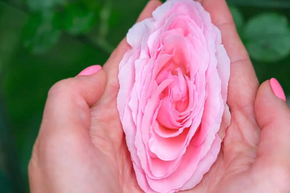 kem làm hồng vùng kín