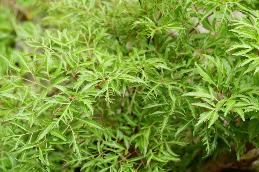 tiểu đường có uống được lá đinh lăng không, vì sao