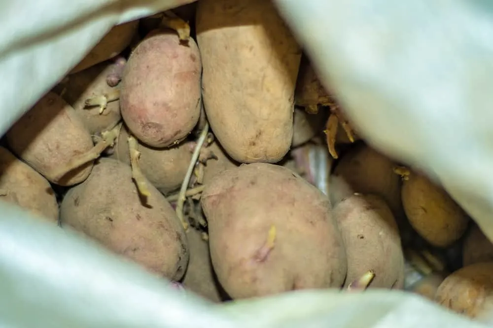 ăn khoai tây mọc mầm có sao không