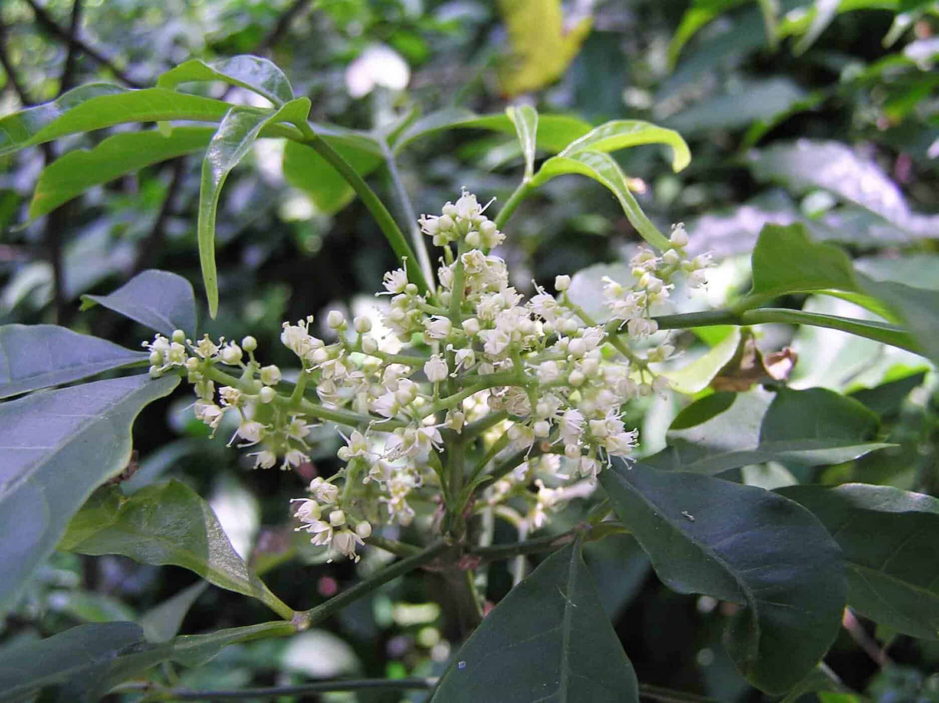 cây ba chạc có tác dụng gì?