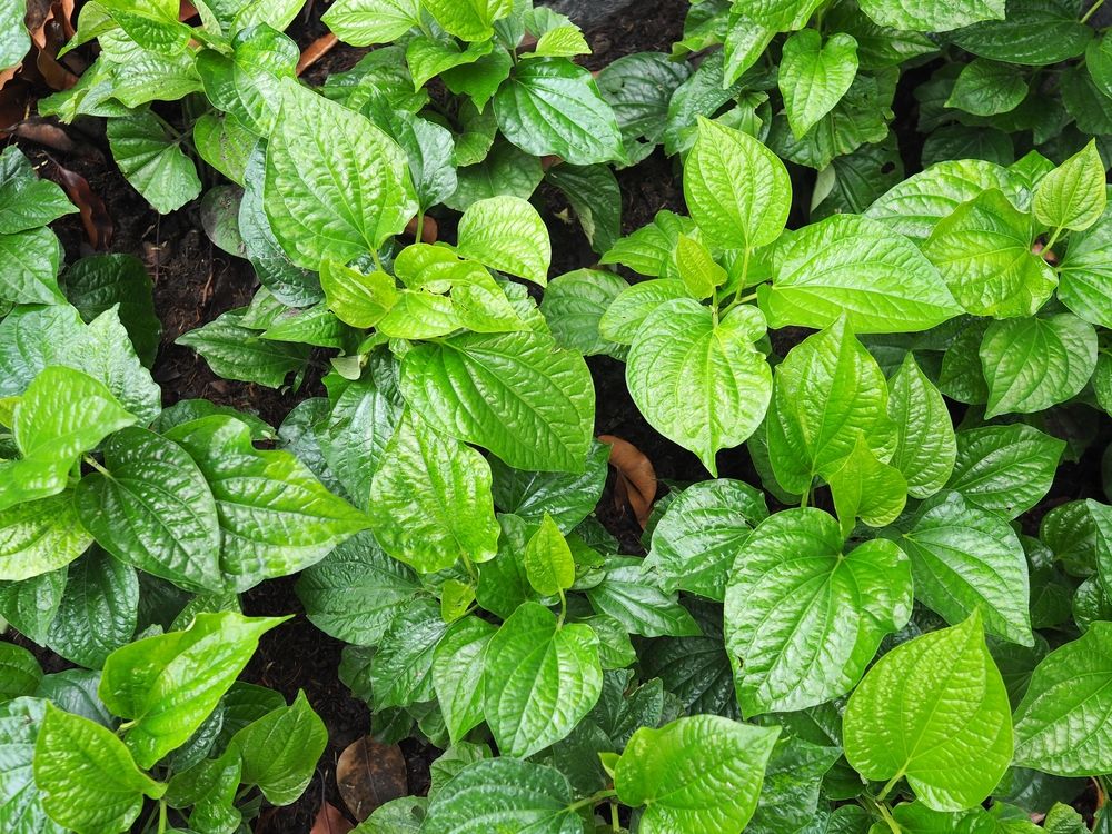 lưu ý khi dùng lá lốt